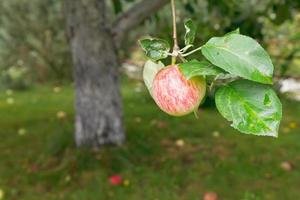 red apple on tree over fallen ripe fruits photo