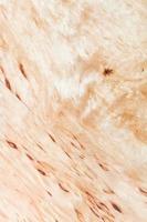 texture of silver birch wood photo