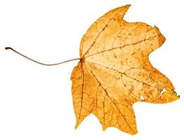 yellow died leaf of maple tree isolated photo