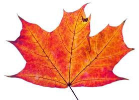 one autumn red maple leaf photo