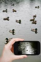 turista tomando una foto del círculo en un charco de lluvia