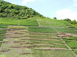 viñedos en colinas verdes en el distrito de moselle foto