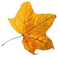 yellow dried leaf of maple tree isolated photo
