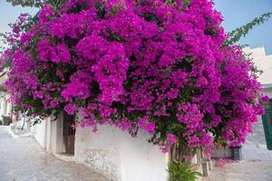 Narrow and colorful street in the village of Kritsa in the island of Crete photo