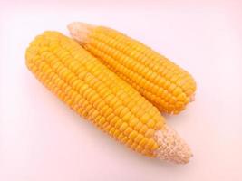 Two fresh corns on a white background photo