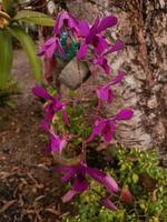 Purple orchid flower growing on tree trunk photo