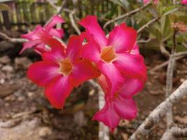 Pink flower that bloom after the rain photo