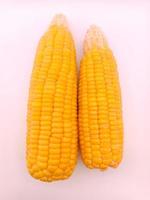 Two fresh corns on a white background photo