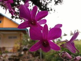 Purple orchid flower growing on tree trunk photo