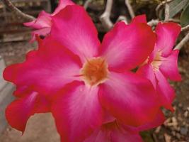 Pink flower that bloom after the rain photo