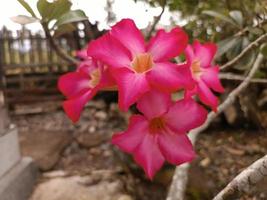 Pink flower that bloom after the rain photo