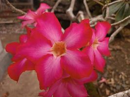 Pink flower that bloom after the rain photo