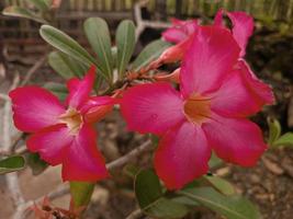 Pink flower that bloom after the rain photo