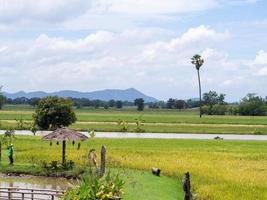 The background image is a rice field photo