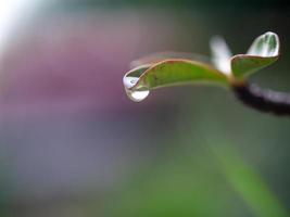 water dripping from leaves photo