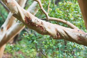 branch of arbutus andrachne tree photo