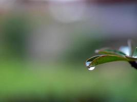 agua goteando de las hojas foto