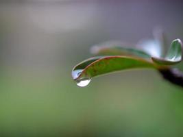 water dripping from leaves photo