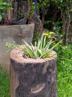 wood and tree on garden. photo