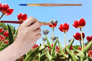 paintbrush paints tulip flowers in red colour photo