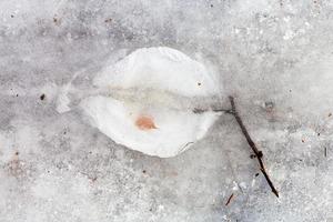 ramita congelada en hielo en el frío día de invierno foto