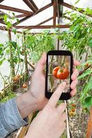 tourist photographs ripe red tomato in greenhouse photo