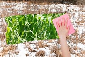 hand deletes frozen swamp by pink cloth photo