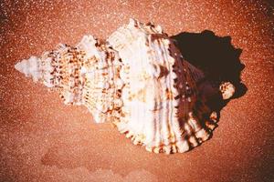 Giant Seashell Macro Filtered photo