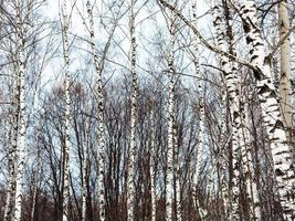 troncos de abedul y cielo azul frío de invierno foto