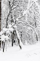 snow-covered trees in snowy forest in winter day photo