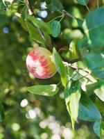 red ripe apple on green twig photo