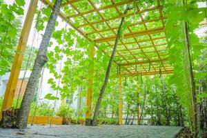 túnel de vides naturales artificiales con listones de madera y rejilla en un pequeño jardín en tailandia. foto