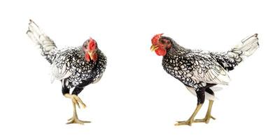 Two isolated SeBright Chicken on the white background in studiolight photo