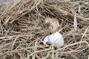 el pollito Leghorn recién nacido nació de un huevo en el nido. foto