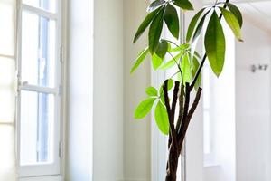 houseplant in white flat photo