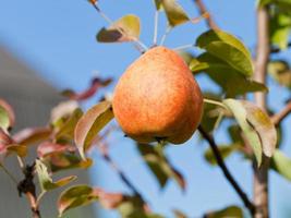 ripe yellow and red pear on tree photo