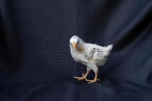 el pollo de hamburgo bebé está parado sobre un fondo azul de tela oscura. foto