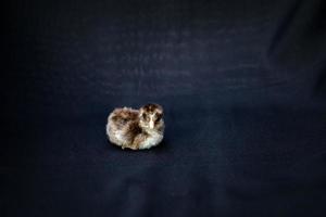 Baby Mini Cochin Chick on dark blue cloth background in studio light. photo