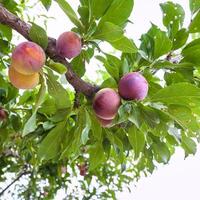 ripe plums on tree in garden in Sicily photo