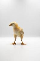 Isolated Little Rhode Island Red baby chicken team stand in a row on solid white clear background in studio light. photo