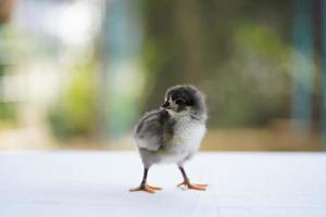 Black Baby Australorp Chick stands on white cloth cover the table with bokeh and blur garden at an outdoor field