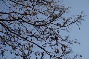Depressed Branch and leaf of big tree that was burn from accident fire burn with blue sky for background photo