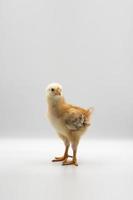 Isolated Little Rhode Island Red baby chicken team stand in a row on solid white clear background in studio light.