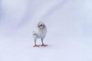 The baby Appenzeller Chick is a breed of chicken originating in Appenzell region of Switzerland. It's isolated standing on white cloth background. photo