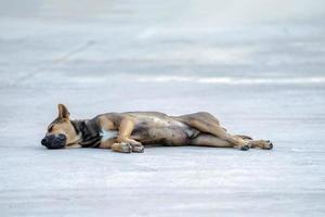 el perro de raza tailandesa se siente cómodo durmiendo en medio de la calle al mediodía. foto