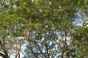 árbol de toma de fotos desde abajo hacia arriba.