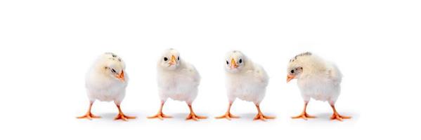 The baby Hamburg Chick is recognised in Germany and Holland. It's isolated standing on white cloth background. photo