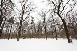 snow covered oaks and pine trees on edge of forest photo