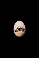 Isolated the little chick is hatching from inside the egg, black background., Clipping Paths. photo