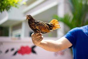 cerca del color bronce del pollito sebright en la mano humana por la tarde en el jardín al aire libre. foto